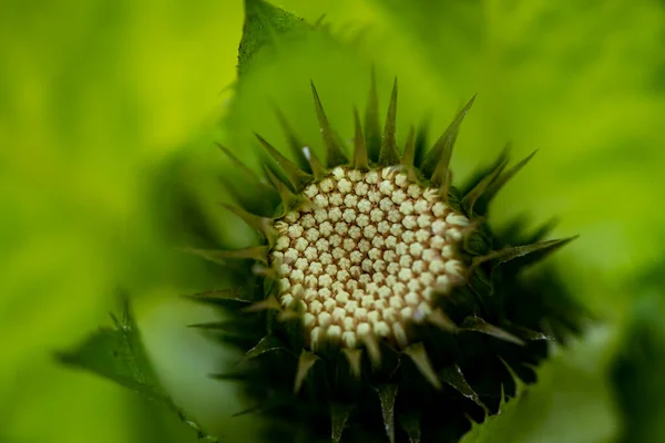 フィールド マクロで成長するシリウムオレラセウムの花 — ストック写真