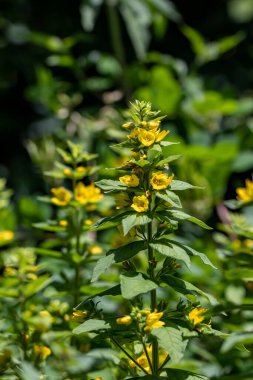Lysimachia kaba çiçekleri çayırda yetişiyor.