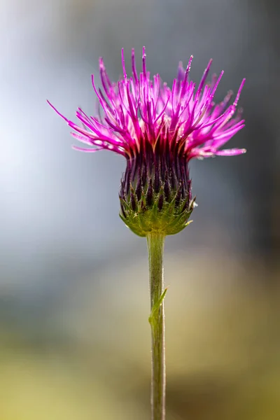 Цитрусовий Квітка Лузі Лузі — стокове фото