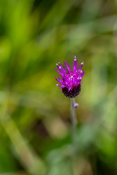 草原でのCirsium Rivalare花 閉じる — ストック写真