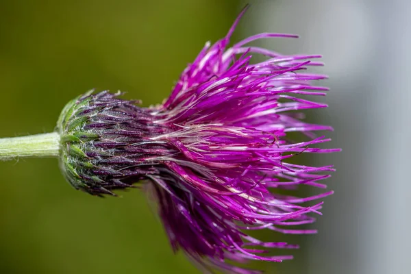 Cirsium Rivulare Flower Growing Meadow Close — Stock Photo, Image