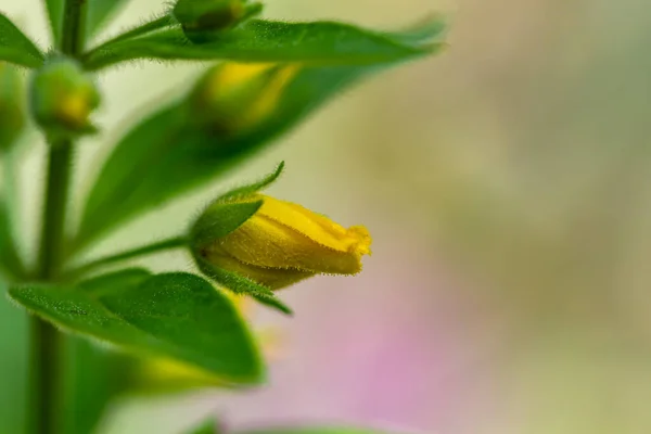 Lysimachia Vulgaris Fleur Dans Prairie Prairie — Photo