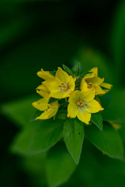 Lysimachia Vulgaris Kwiat Rośnie Łące Zbliżenie — Zdjęcie stockowe