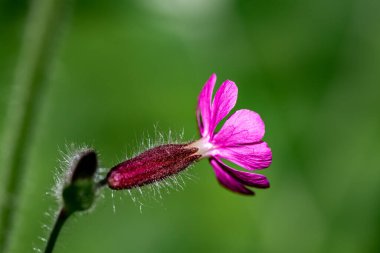 Meadow 'daki Silene dioica çiçeği, yaklaş