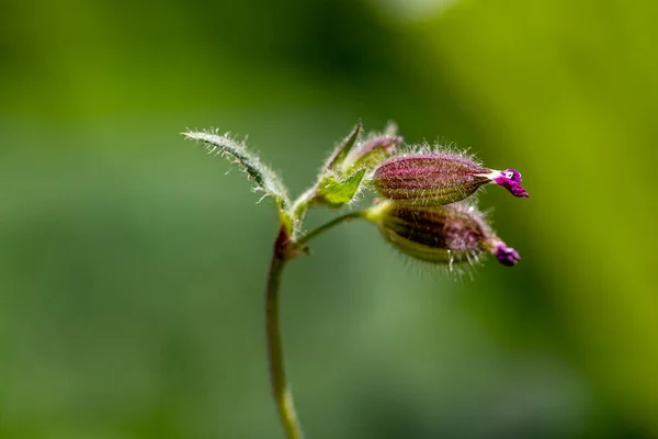 Silene Dioica Flower Growing Meadow Close Shoot — Stock Photo, Image