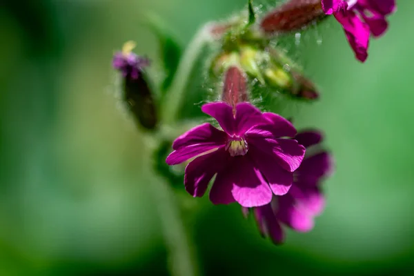Çayırda Büyüyen Silene Dioica Çiçeği Yakın Plan — Stok fotoğraf