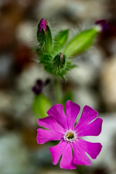 Silene Dioica Kwiat Łące — Zdjęcie stockowe