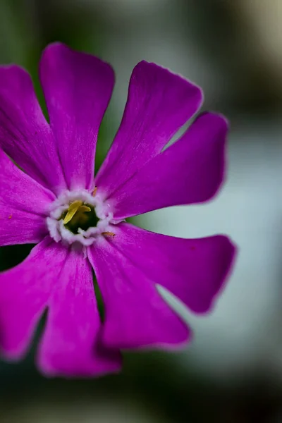 Silene Dioica Fleur Dans Prairie Macro — Photo