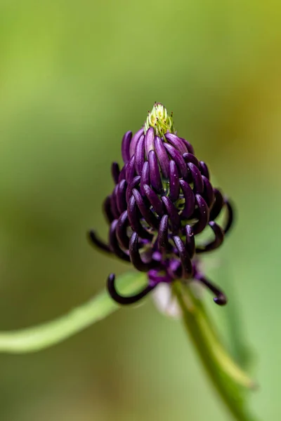 Phyteuma Ovatum Flower Growing Mountains Close Shoot — Stock Photo, Image