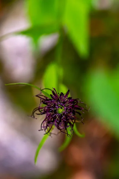 Phyteuma Ovatum Flor Que Crece Las Montañas Macro —  Fotos de Stock