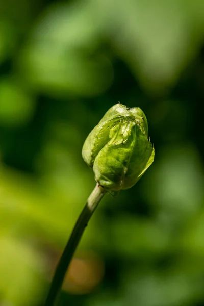 Cirsium Oleraceum Flor Crescendo Campo Macro — Fotografia de Stock