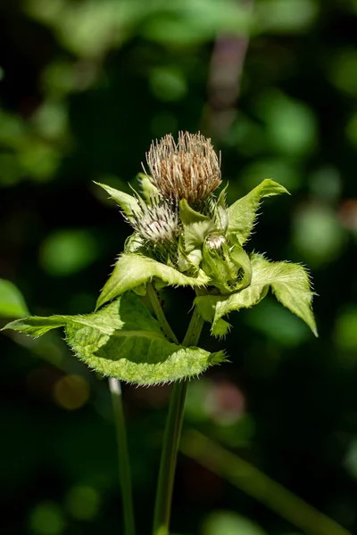 Cirsium Oleraceum Flower Growing Field — Stock Photo, Image