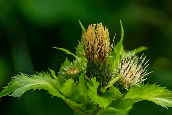 Cirsium Oleraceum Flower Field Close — Stock Photo, Image