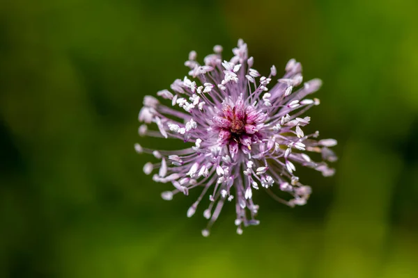 Plantago Mediální Květina Louce — Stock fotografie
