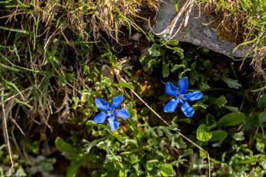 Gentiana verna çiçeği çayırda, yakın plan