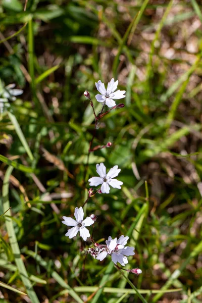 Heliosperma Pusillum Blume Wächst Auf Der Wiese — Stockfoto