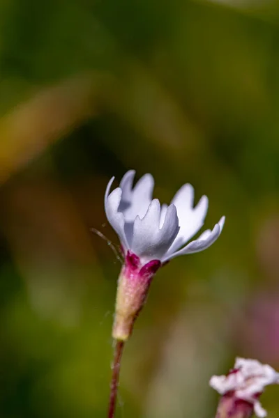 Геліосперма Квітка Гнійника Лузі Крупним Планом Стріляти — стокове фото
