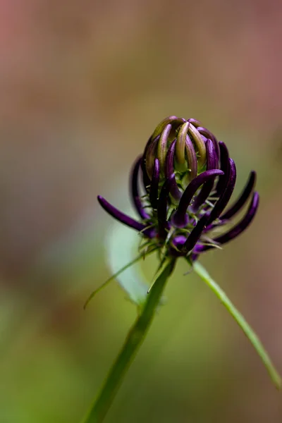 Phyteuma Ovatum Flor Las Montañas Cerca —  Fotos de Stock