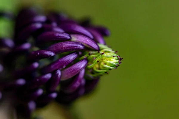 Phyteuma Ovatum Λουλούδι Στα Βουνά — Φωτογραφία Αρχείου