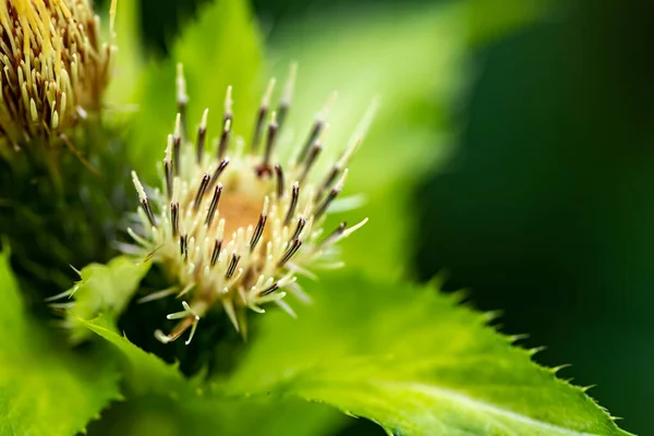 Cirsium Oleraceum Flower Field Close — Stock Photo, Image