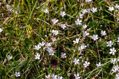 Heliosperma pisipisi çiçeği çayırda büyüyor, yakın plan.