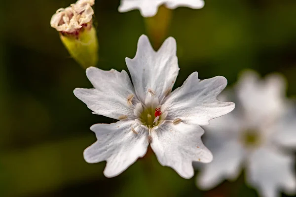 Heliosperma Pusillum Λουλούδι Στο Λιβάδι Κοντινό Πλάνο Πυροβολούν — Φωτογραφία Αρχείου