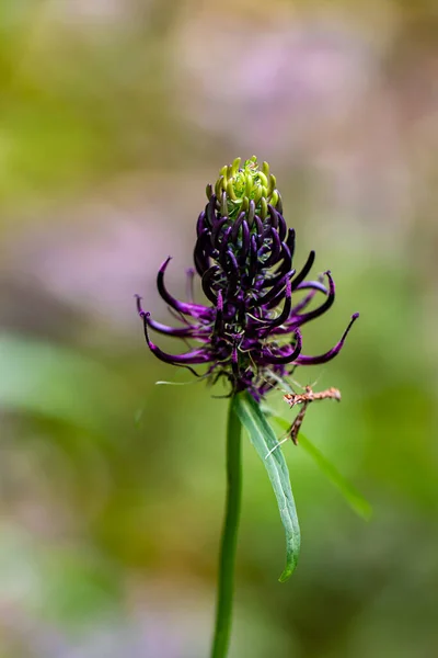 Dağlarda Yetişen Phyteuma Ovatum Çiçeği Makro — Stok fotoğraf