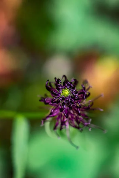 Kwiat Phyteuma Ovatum Rosnący Górach Zbliżenie — Zdjęcie stockowe