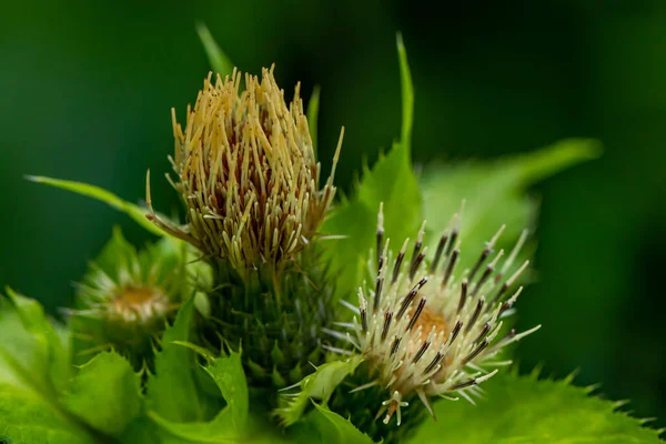 Cirsium Oleraceum Flor Creciendo Campo Brote Cerca —  Fotos de Stock