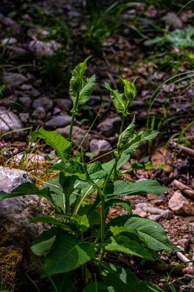 Cirsium Oleraceum Květ Poli Zblízka — Stock fotografie