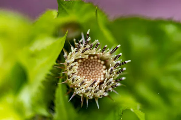 フィールドで成長しているCirsium Oleraceum花 クローズアップ — ストック写真