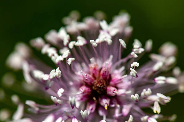 Plantago Media Flower Growing Meadow — Stock Photo, Image