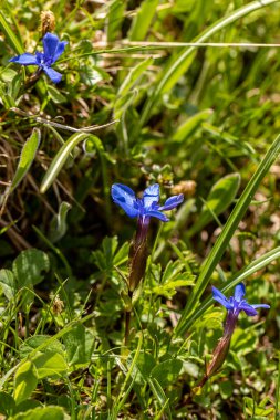 Gentiana verna çiçeği çayırda, yakın çekim