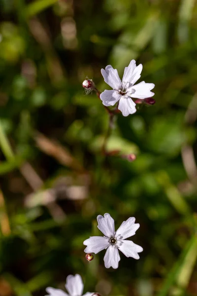 Çayırda Büyüyen Heliosperma Pisipisi Çiçeği — Stok fotoğraf