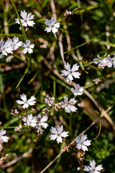 Heliosperma Pusillum Kwiat Łące Zbliżenie — Zdjęcie stockowe