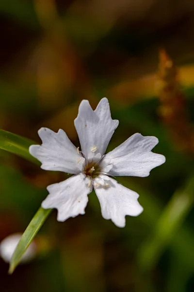 Heliosperma Pusillum Flor Que Crece Prado Cerca —  Fotos de Stock