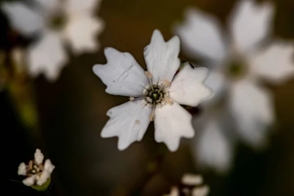 Heliosperma Pusillum Çiçeği Çayırda Yakın Çekim — Stok fotoğraf