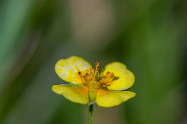Potentilla erekta çiçeği çayırda, yakın çekim