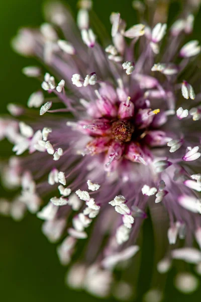 Plantago Media Fiore Che Cresce Nel Prato — Foto Stock