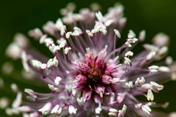 Çayırdaki Bitki Örtüsü Medya Çiçeği Kapat — Stok fotoğraf
