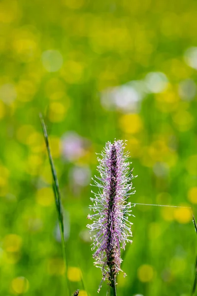 Plantago Media Blume Wächst Auf Der Wiese Nahaufnahme Trieb — Stockfoto