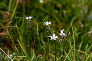 Meadow, makro büyüyen Heliosperma pusillum çiçeği