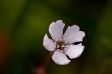 Heliosperma pusillum çiçeği çayırda, yakın çekim