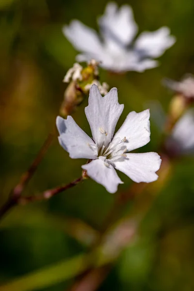 Çayırda Büyüyen Heliosperma Pisipisi Çiçeği — Stok fotoğraf