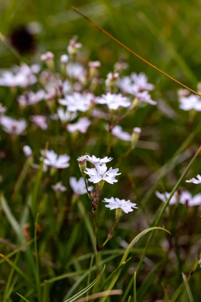 Heliosperma Pusillum Virág Rét Közelről — Stock Fotó