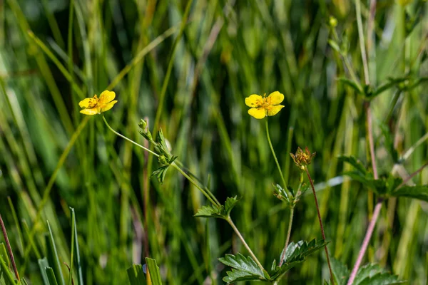 Çayırdaki Potentilla Erekta Çiçeği — Stok fotoğraf