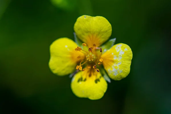 Kwiat Potentilla Erecta Rosnący Łące Makro — Zdjęcie stockowe