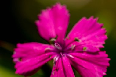 Dağlarda yetişen dianthus barbatus çiçeği, makro