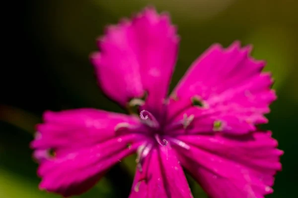 Kwiat Dianthus Barbatus Rosnący Górach Makro — Zdjęcie stockowe