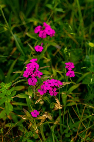 Dianthus Barbatus Flower Growing Mountains Close — 图库照片